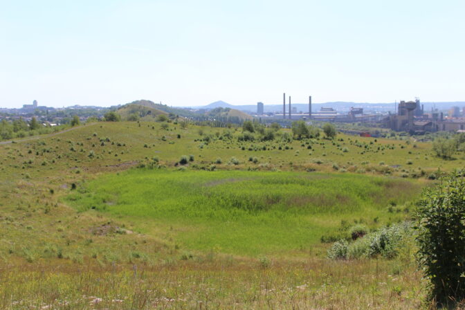 Bayemont Roselière juin 2020