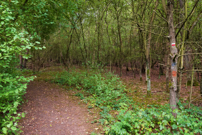 Terril des Piges Sous Bois GR CD Anaux