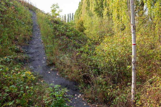 Théodore Ancien Chemin CD