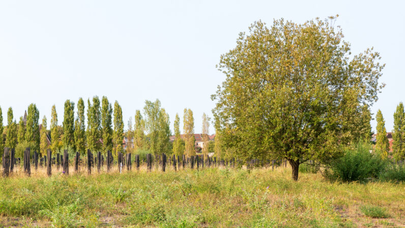 Théodore Ancien Plantations CD