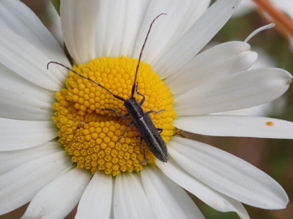 Agapanthia cardui VV