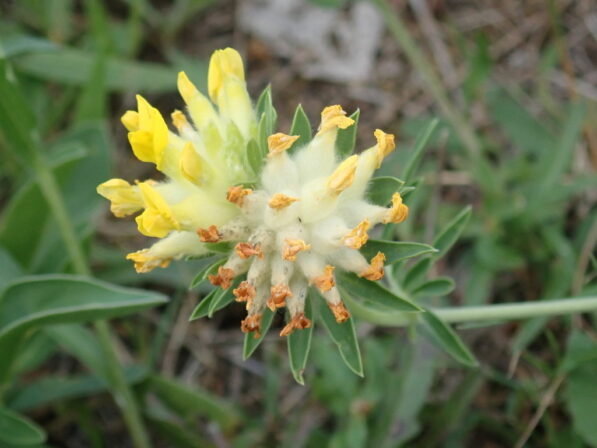 Anthyllis vulneraria JPH