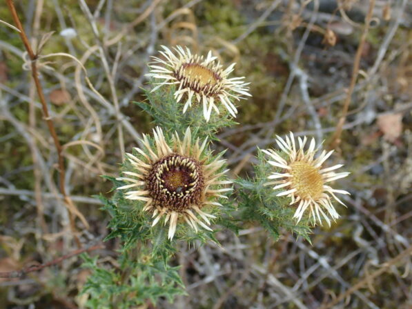 Carlina vulgaris Boubier 20190813 MB