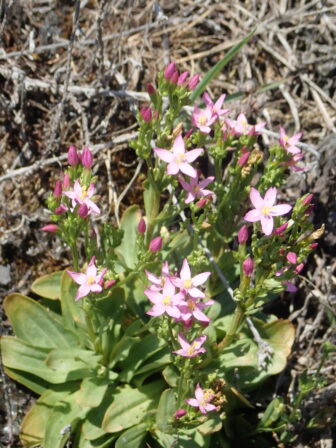 Centaurium erythraea JP 1