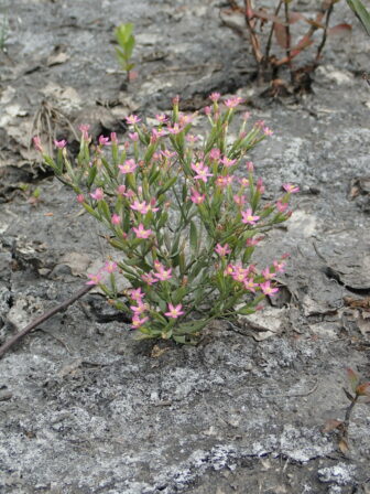 Centaurium pulchellum Saint Jacques 20190710 MB