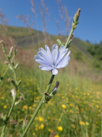 Cichorium intybus Saint Antoine 20190702 MB