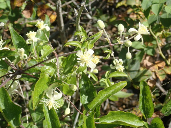 Clematis vitalba JP