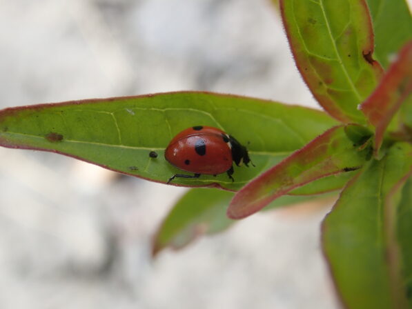 Coccinella quinquepunctata MB