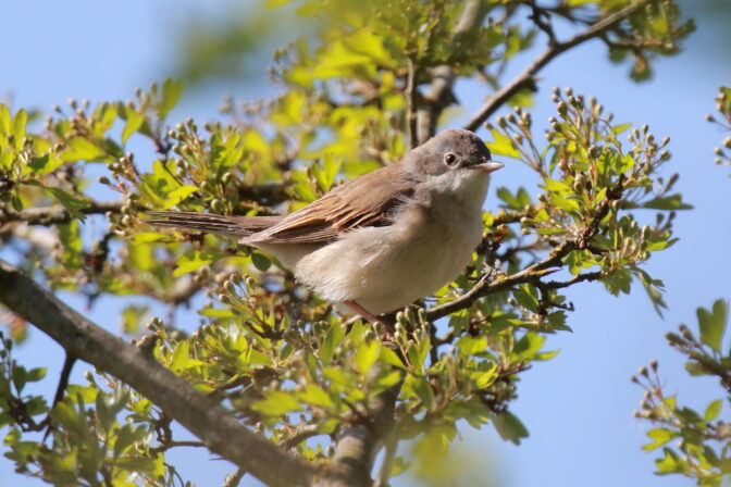 Curruca communis FS