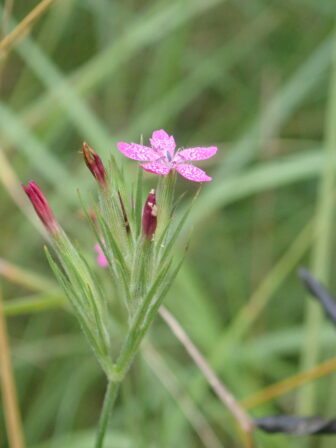 Dianthus armeria JP