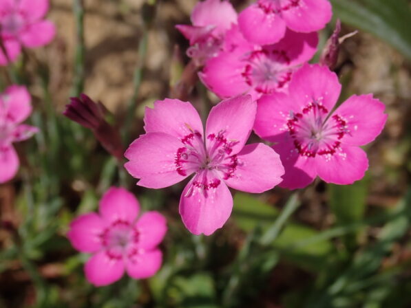 Dianthus deltoides JP