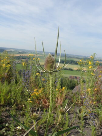 Dipsacus fullonum Quesnoy 20190624 MB