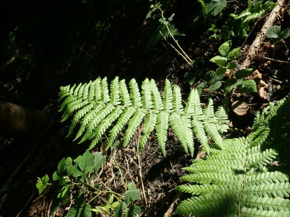 Dryopteris filix mas Levant 20190617 MB