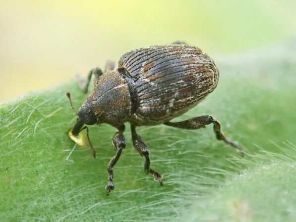 Mogulones geographicus JP
