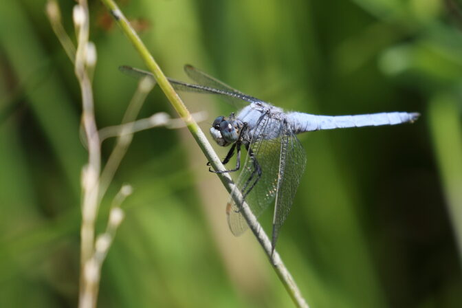 Orthetrum bruneum FS