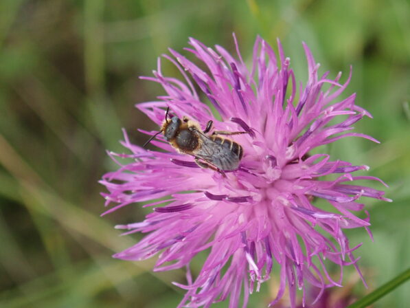 Osmia spinulosa JP 1