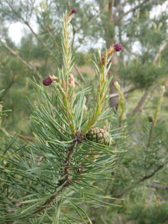 Pinus sylvestris JP