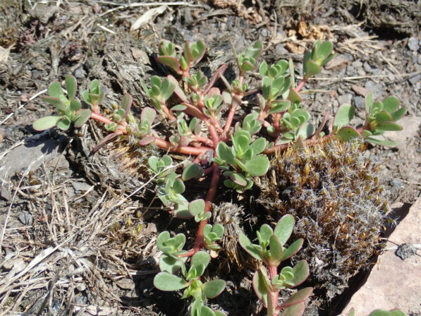 Portulaca oleracea JP