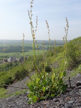 Rumex scutatus JP 1