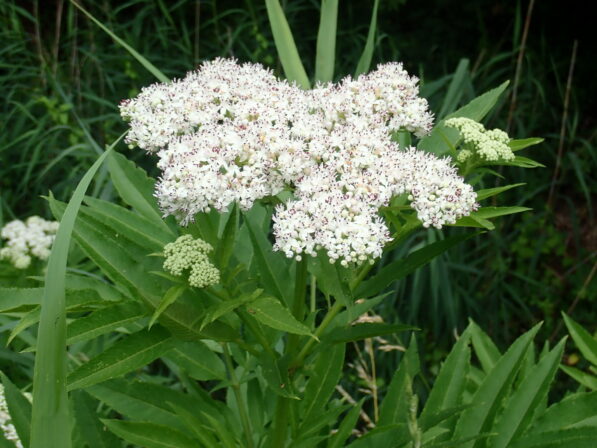 Sambucus ebulus JP 2