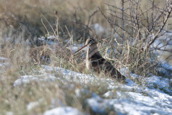 Scolopax rusticola FS