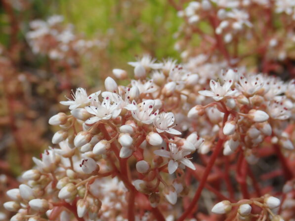 Sedum album Fleur Blanchisserie 20190606 MB