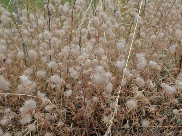 Trifolium arvense Piges 20190716 MB