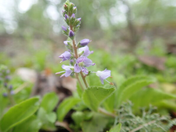 Veronica officinallis2 5 Bascoup 20190521 MB