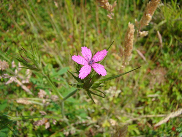 Dianthus armeria t 40 09072013 b derolez 2