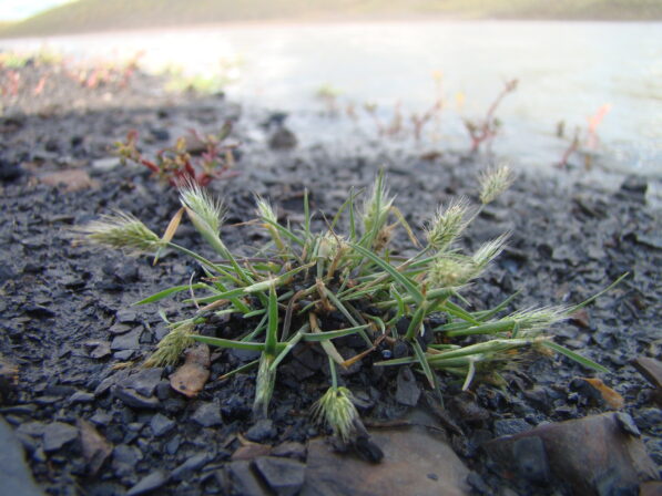 Polypogon monspeliensis T13 09092017 b derolez 6