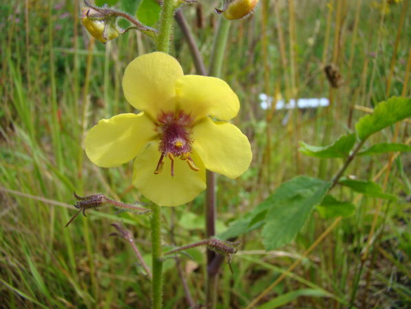 Verbascum blattaria t78 08 07 2011 b derolez 13