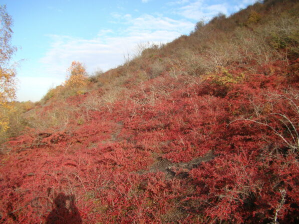 Cotoneaster hjelmqvistii t14 09112018 b derolez 3