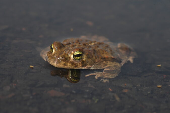 CPIE V Cohez Crapaud calamite Epidalea calamita