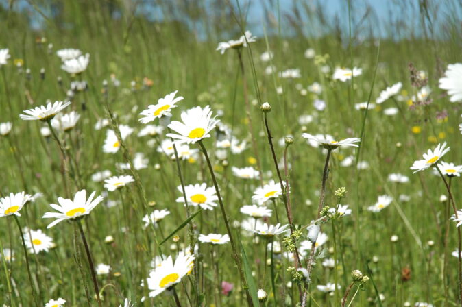 CPIE V Cohez Grande Marguerite Leucanthemum gr vulgare