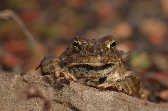 CPIE V Cohez Crapaud calamite Epidalea calamita