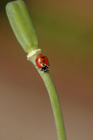 CPIE V Cohez Coccinelle des friches Hippodomia variegata