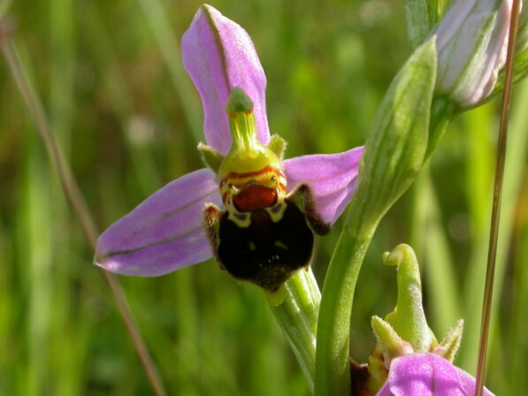 CPIE V Cohez Ophrys abeille Ophrys apifera