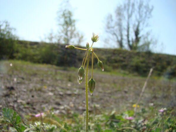 CPIE B Derolez Holostée en ombelle Holosteum umbellatum