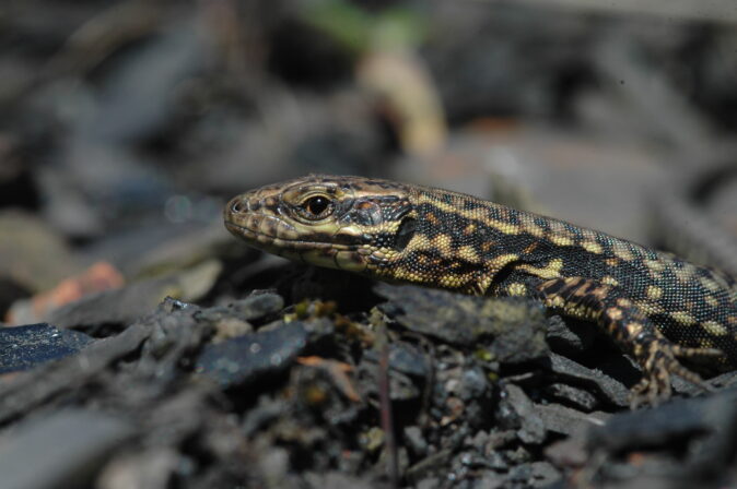 CPIE V Cohez Lézard des murailles Podarcis muralis