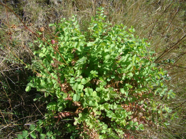 CPIE B Derolez Petite Pimprenelle des Baléares Poterium sanguisorba subsp balearica