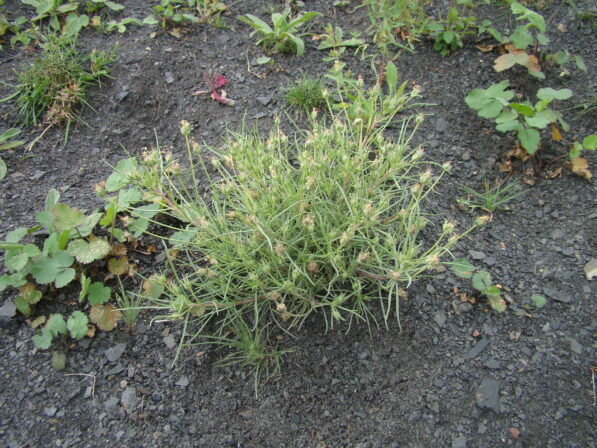 CPIE B Derolez Plantain des sables Plantago arenaria