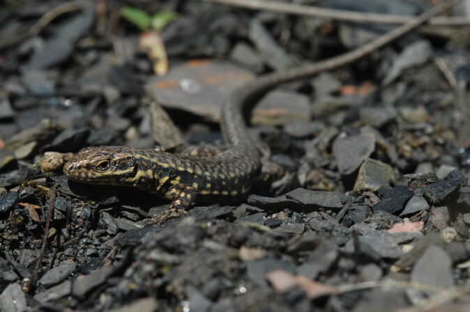 CPIE V Cohez Lézard des murailles Podarcis muralis