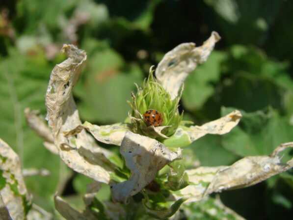 CPIE B Derolez Coccinelle à 24 points Subcoccinella vigintiquatuorpunctata