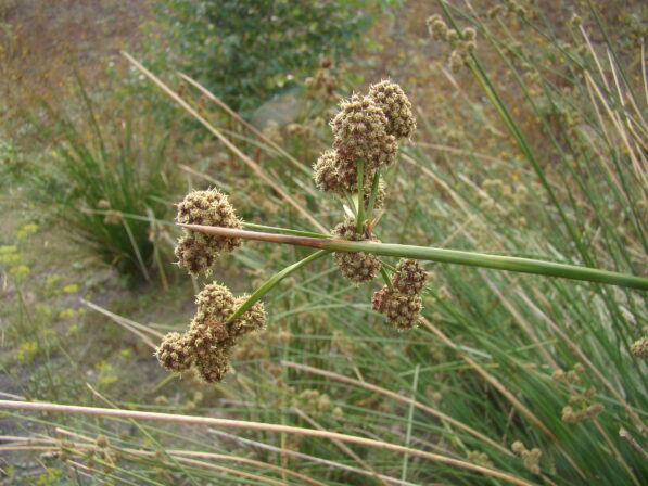 CPIE B Derolez Scirpe jonc Scirpoides holoschoenus subsp holoschoenus