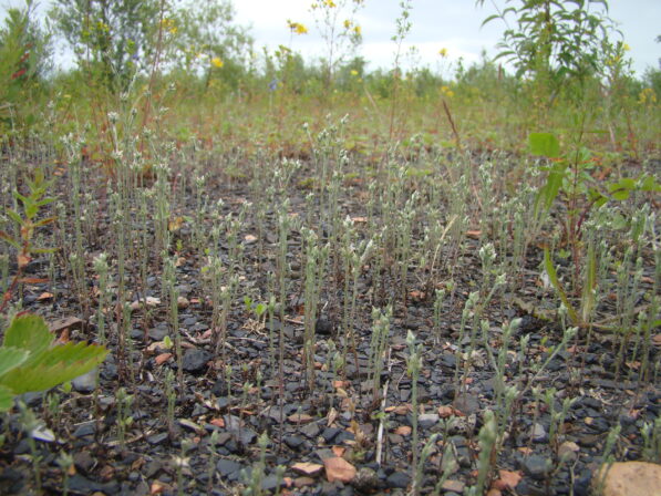 CPIE B Derolez Cotonnière naine Logfia minima