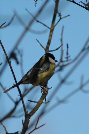 CPIE V Cohez Mésange charbonnière Parus major