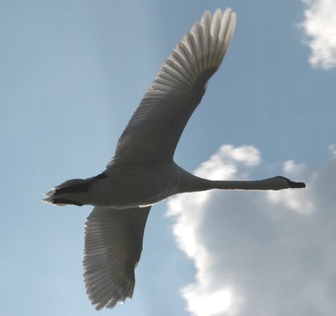 CPIE V Cohez Cygne tubeculé Cygnus olor