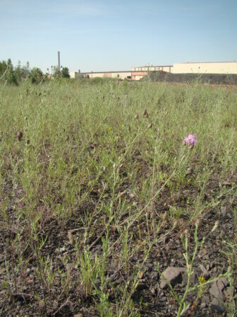 CPIE B Derolez Centaurée du Rhin Centaurea stoebe