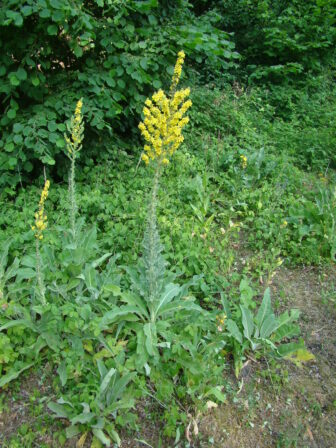 CPIE B Derolez Molène remarquable Verbascum speciosum