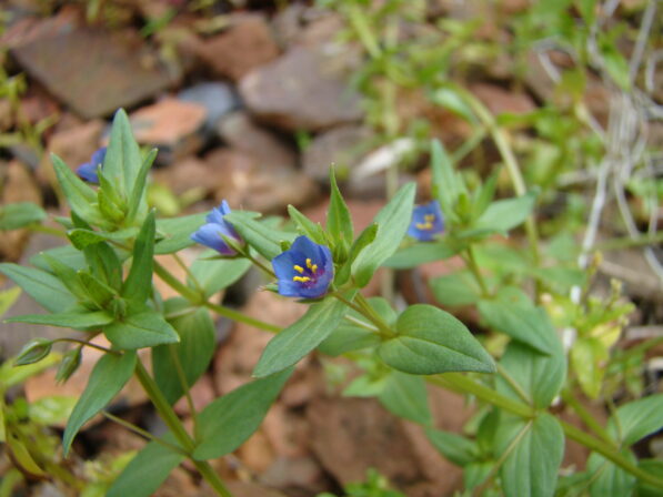 CPIE B Derolez Mouron bleu Lysimachia foemina